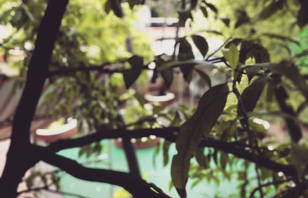 Corona Gardens Gallery 4